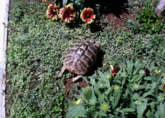 Grlic Obiteljski Odmor * Vodice