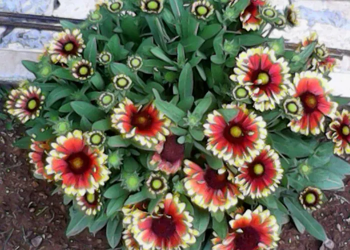 Grlic Obiteljski Odmor Apartamento *